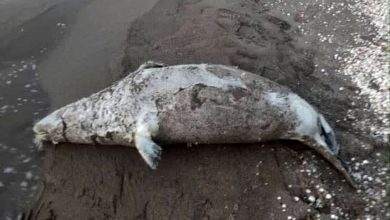 کشف لاشه 39 قلاده فوک خزری از ابتدای 1404 تاکنون