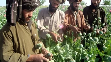 اخراج افغانها برای ایران شر شد ! اخراج افغانها برای ایران شر شد !