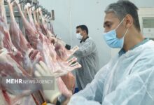 ۴۶ تن فراورده های خام دامی غیر بهداشتی در اردبیل معدوم شد