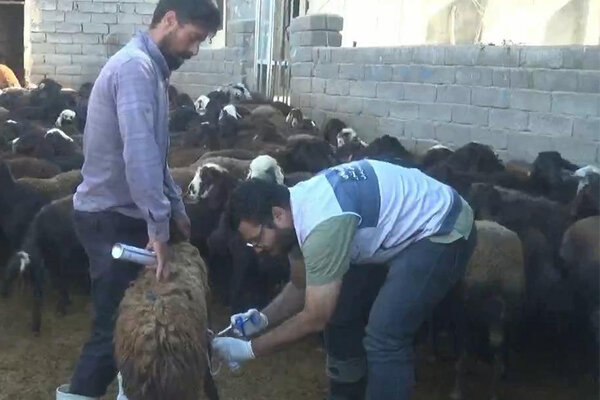 اردوی جهادی دامپزشکی در روستاهای هشترود اردوی جهادی دامپزشکی در روستاهای هشترود